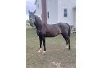 Horse Mare