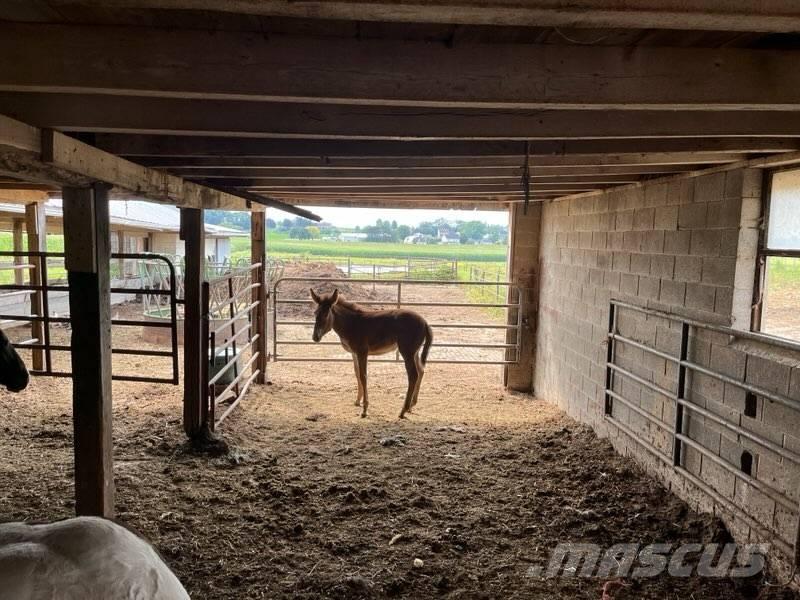  Mule Colt Інше тваринницьке обладнання
