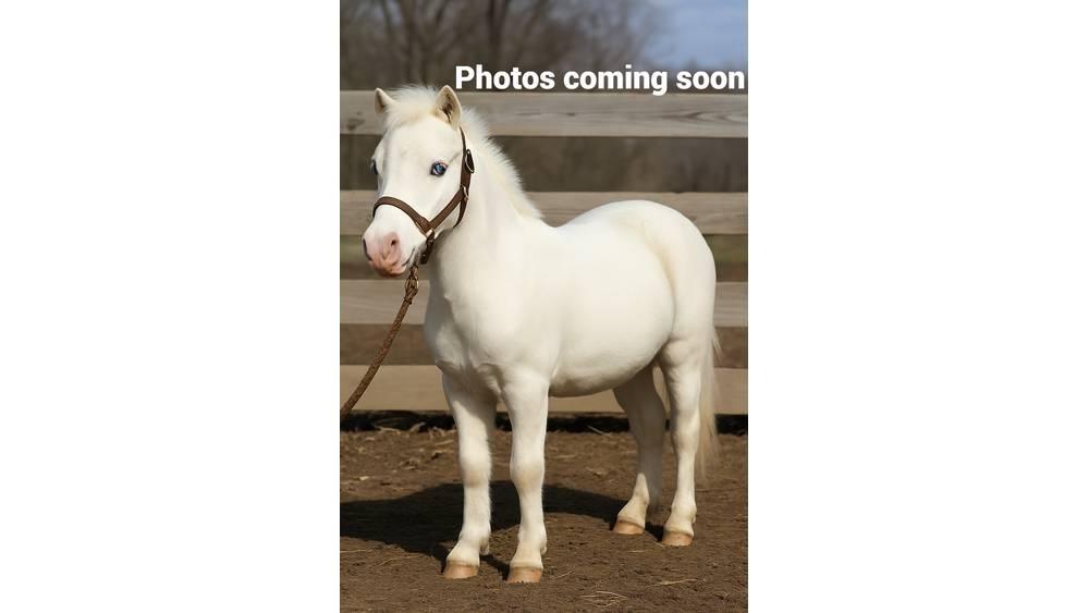 White Pony 40in Доїльне обладнання