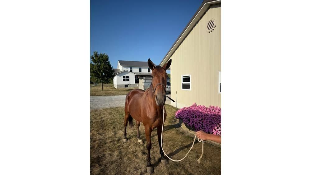  Horse Standardbred Інше тваринницьке обладнання