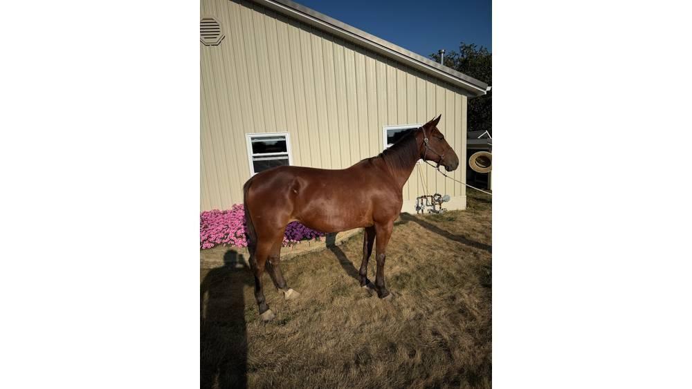 Horse Standardbred Інше тваринницьке обладнання