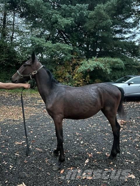  Horse Standardbred Інше тваринницьке обладнання