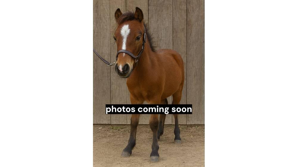  Pony Stallion 35in Доїльне обладнання
