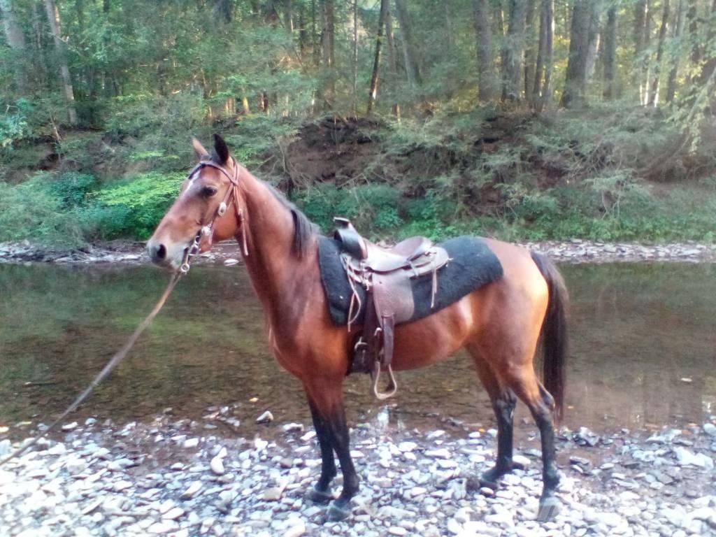 Morgan Mare Інше тваринницьке обладнання