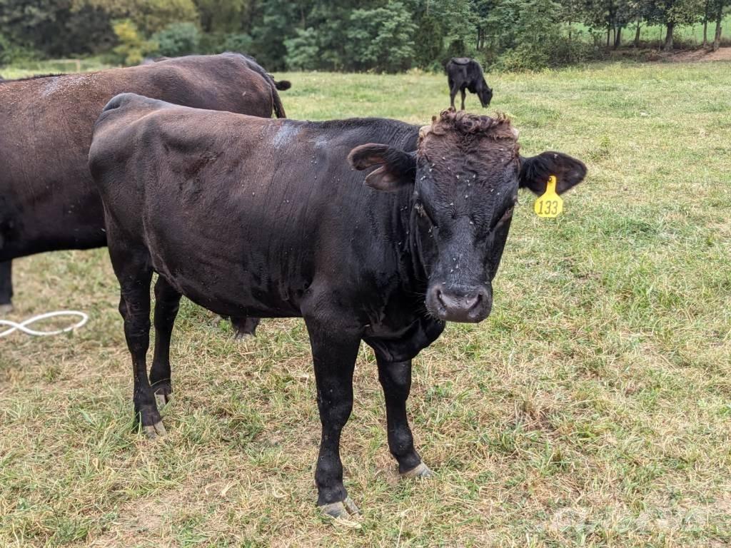 Bull (Organic Farm) Доїльне обладнання