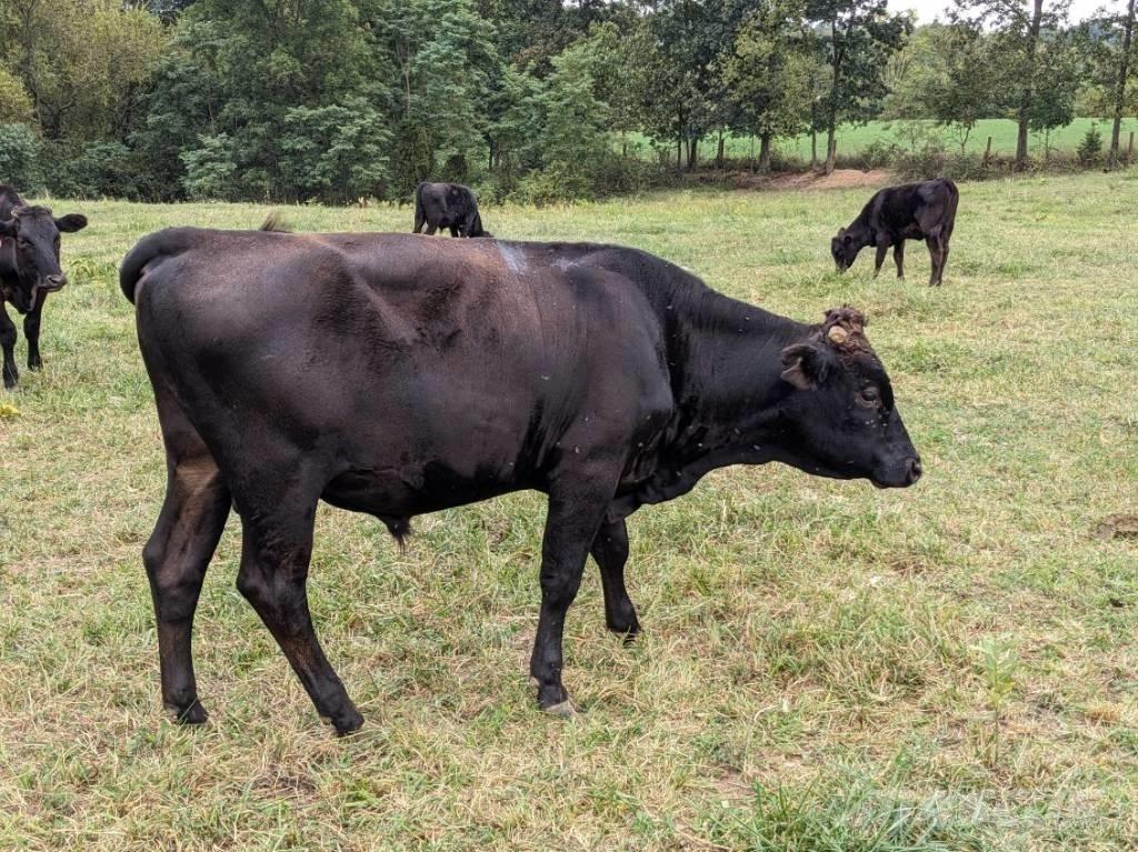 Bull (Organic Farm) Доїльне обладнання