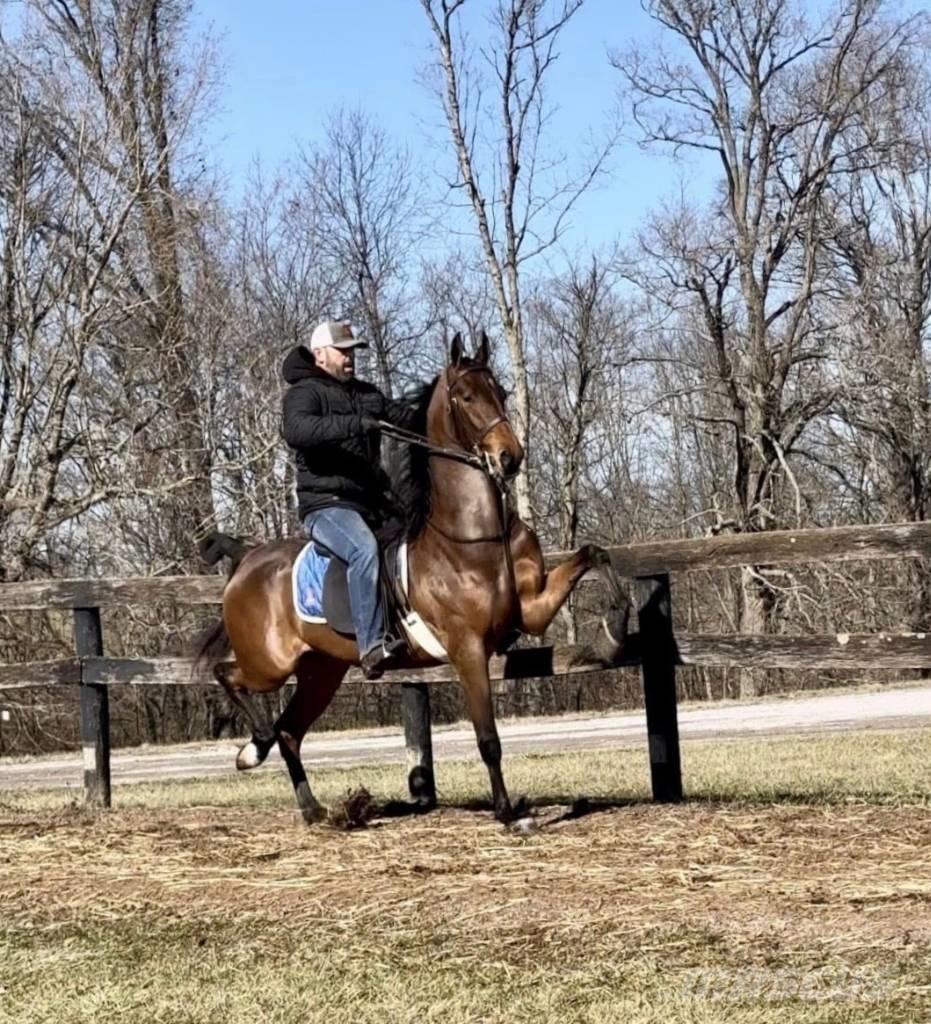  Horse Saddlebred Інше тваринницьке обладнання