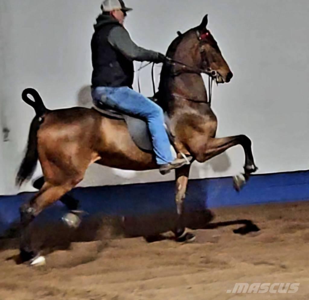  Horse Saddlebred Інше тваринницьке обладнання