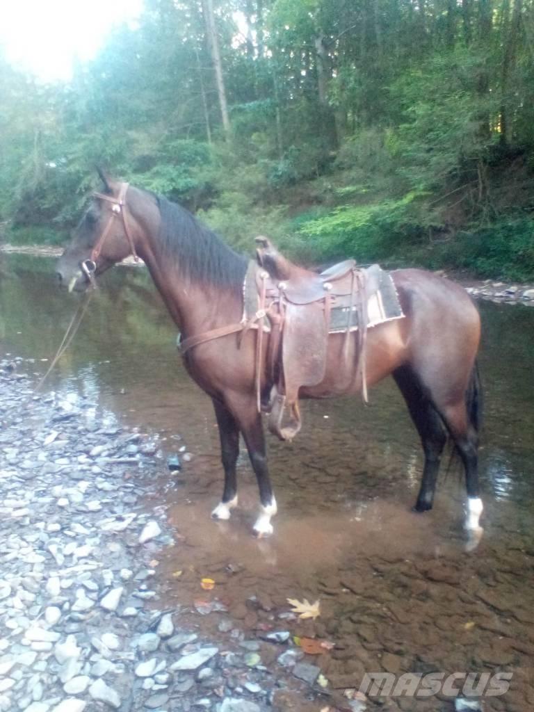  Horse Standaredbred Інше тваринницьке обладнання