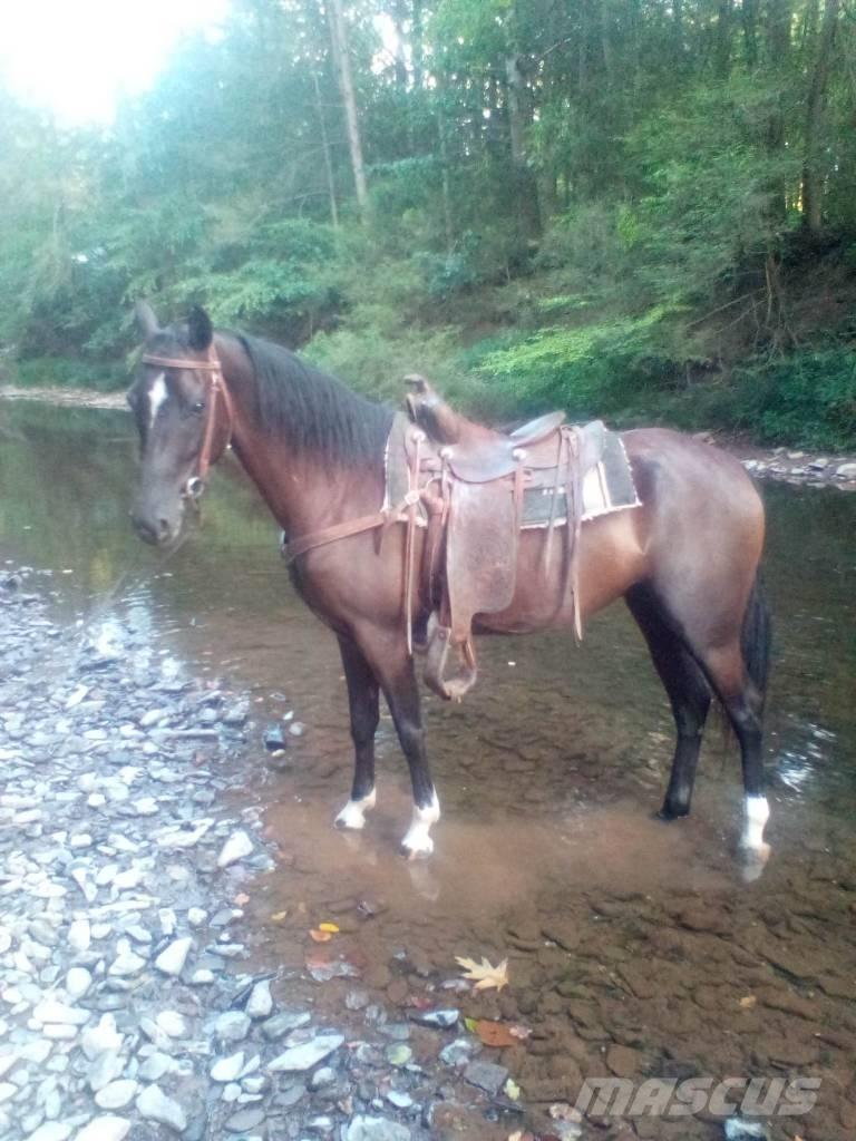  Horse Standaredbred Інше тваринницьке обладнання