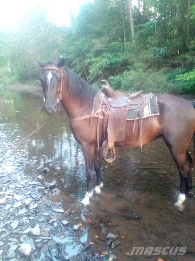  Horse Standaredbred Інше тваринницьке обладнання