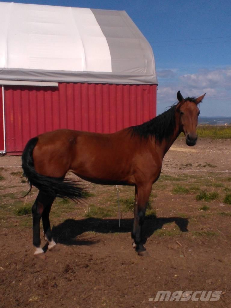  Horse Family Інше тваринницьке обладнання