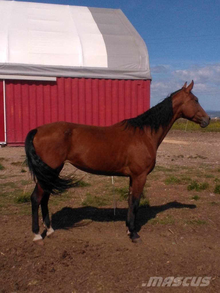  Horse Family Інше тваринницьке обладнання
