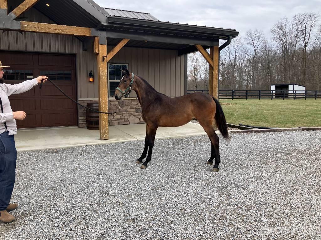 Morgan Filly Інше додаткове обладнання для тракторів