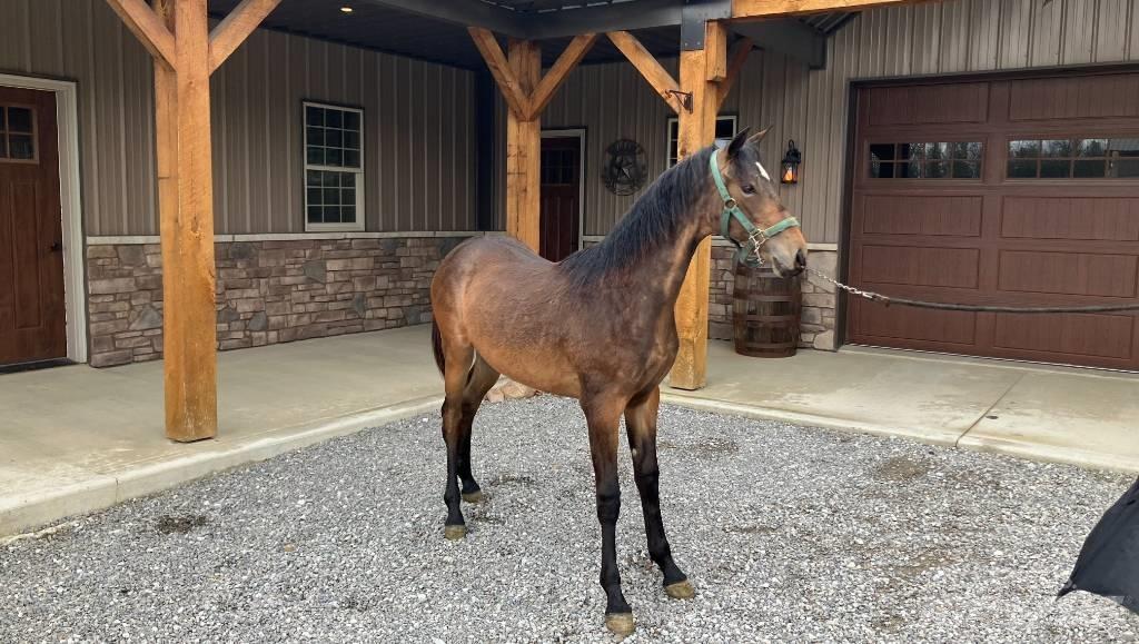 Morgan Filly Інше додаткове обладнання для тракторів
