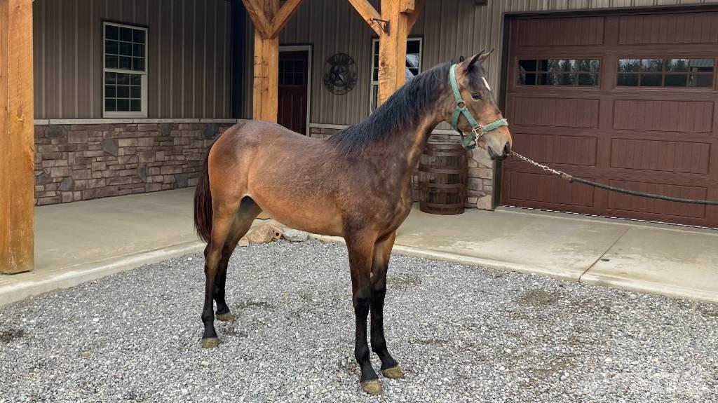 Morgan Filly Інше додаткове обладнання для тракторів