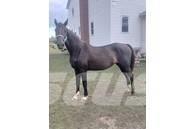 Horse Mare Інше тваринницьке обладнання