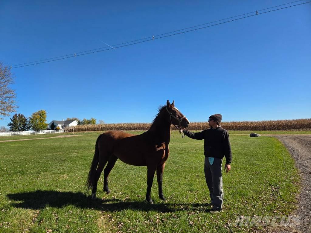  Horse Mare Інше тваринницьке обладнання