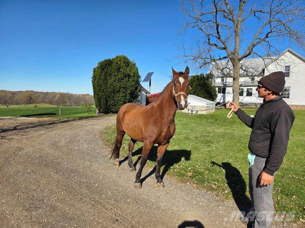  Horse Mare Інше тваринницьке обладнання