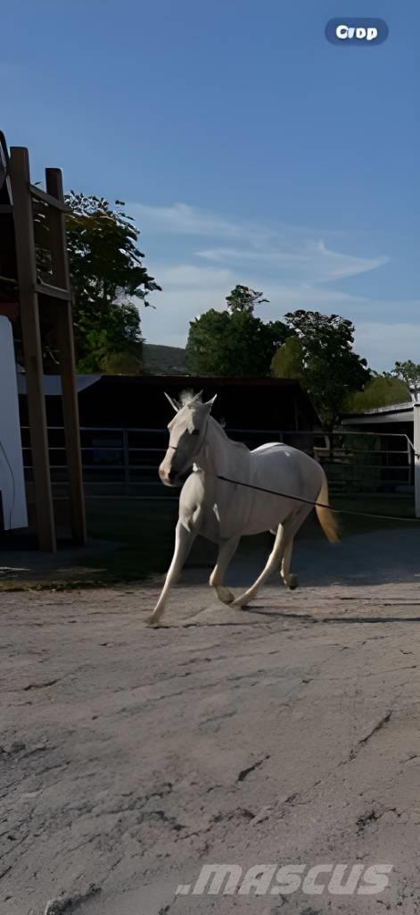  Horse Mare Інше тваринницьке обладнання