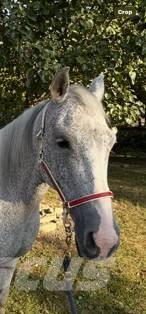  Horse Mare Інше тваринницьке обладнання