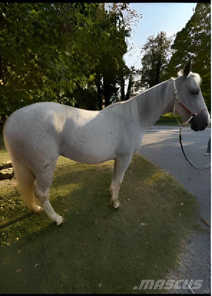  Horse Mare Інше тваринницьке обладнання