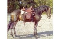  Horse Gelding Інше тваринницьке обладнання