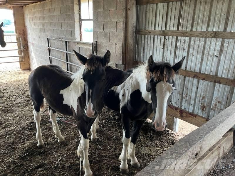  Horse Male Інше тваринницьке обладнання