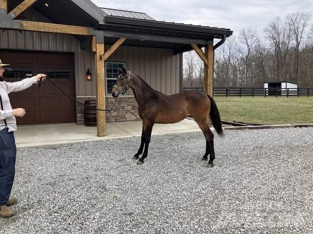 Morgan Filly Будтехніка - Інші