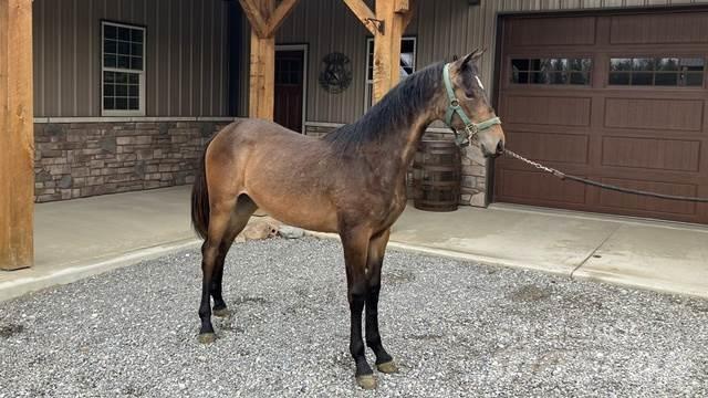 Morgan Filly Будтехніка - Інші