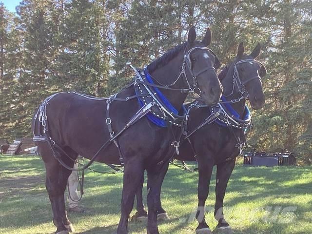  Percheron Team Будтехніка - Інші