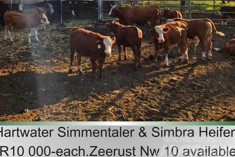  10 x Simmantaler/Simbra heifers Вантажівки / спеціальні