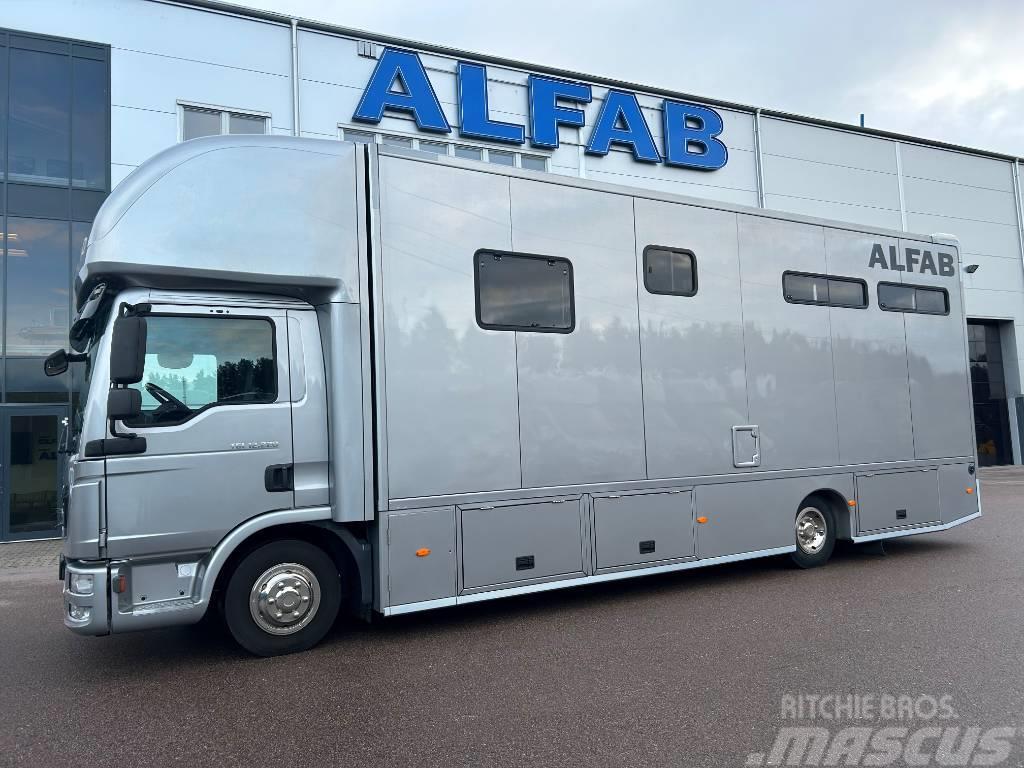 MAN ALFAB Comfort hästlastbil Автотранспорт для перевезення тварин