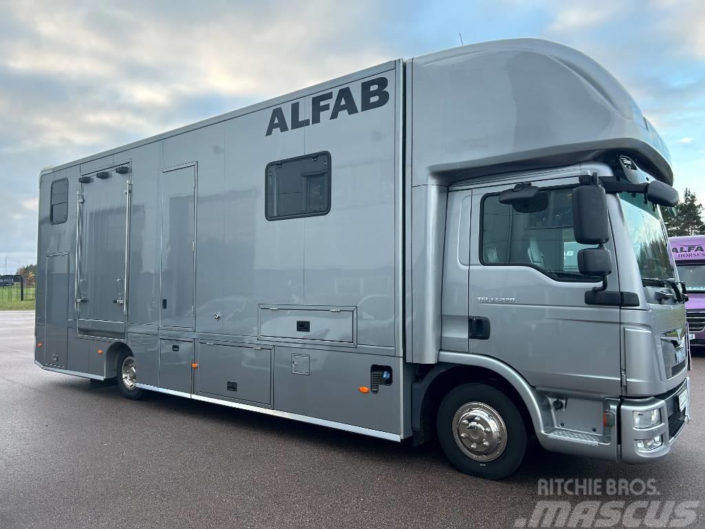 MAN ALFAB Comfort hästlastbil Автотранспорт для перевезення тварин